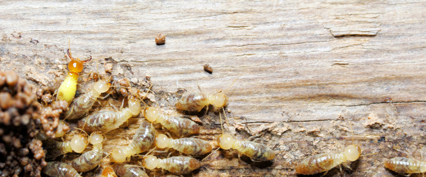 $150 Off Full Termite Treatment